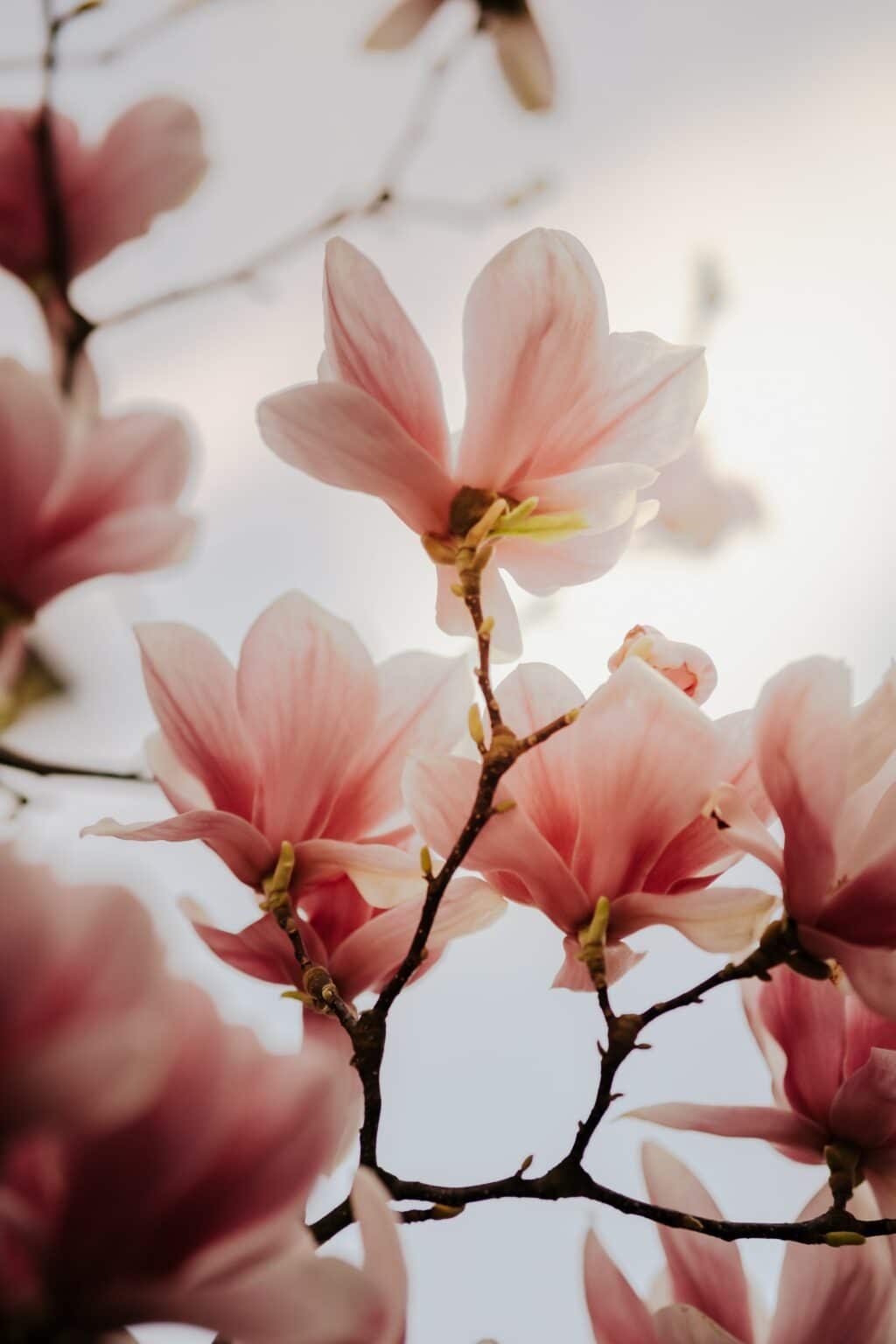 Magnolia Flowers in bloom on the tree with an overall warm tone to the photo