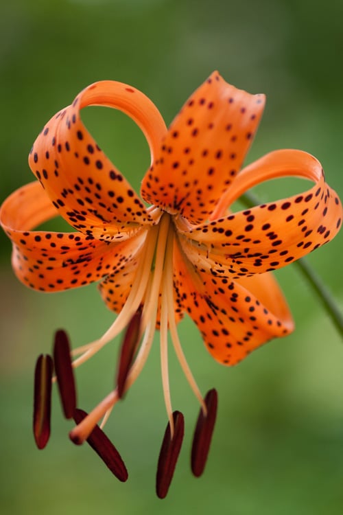 Tiger Lilly, Sotted Orange flowers