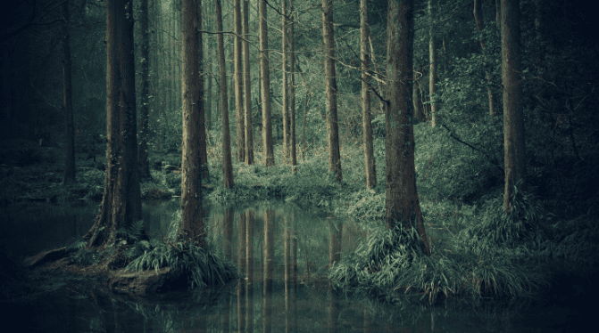 damp swamp depicts the TCM hormonal imbalance pattern of spleen damp accumulation