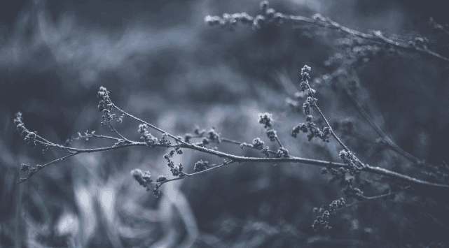 winter frozen flowers depicts the TCM hormonal imbalance pattern of blood deficiency with cold and dryness
