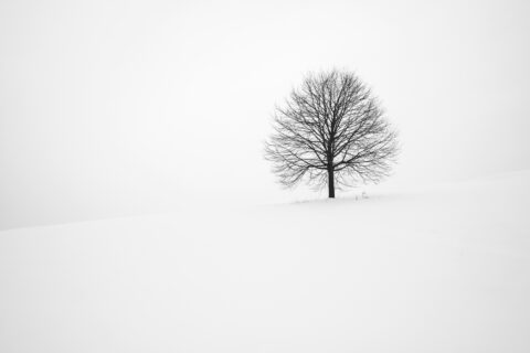 Single tree in snow depicting winter TCM
