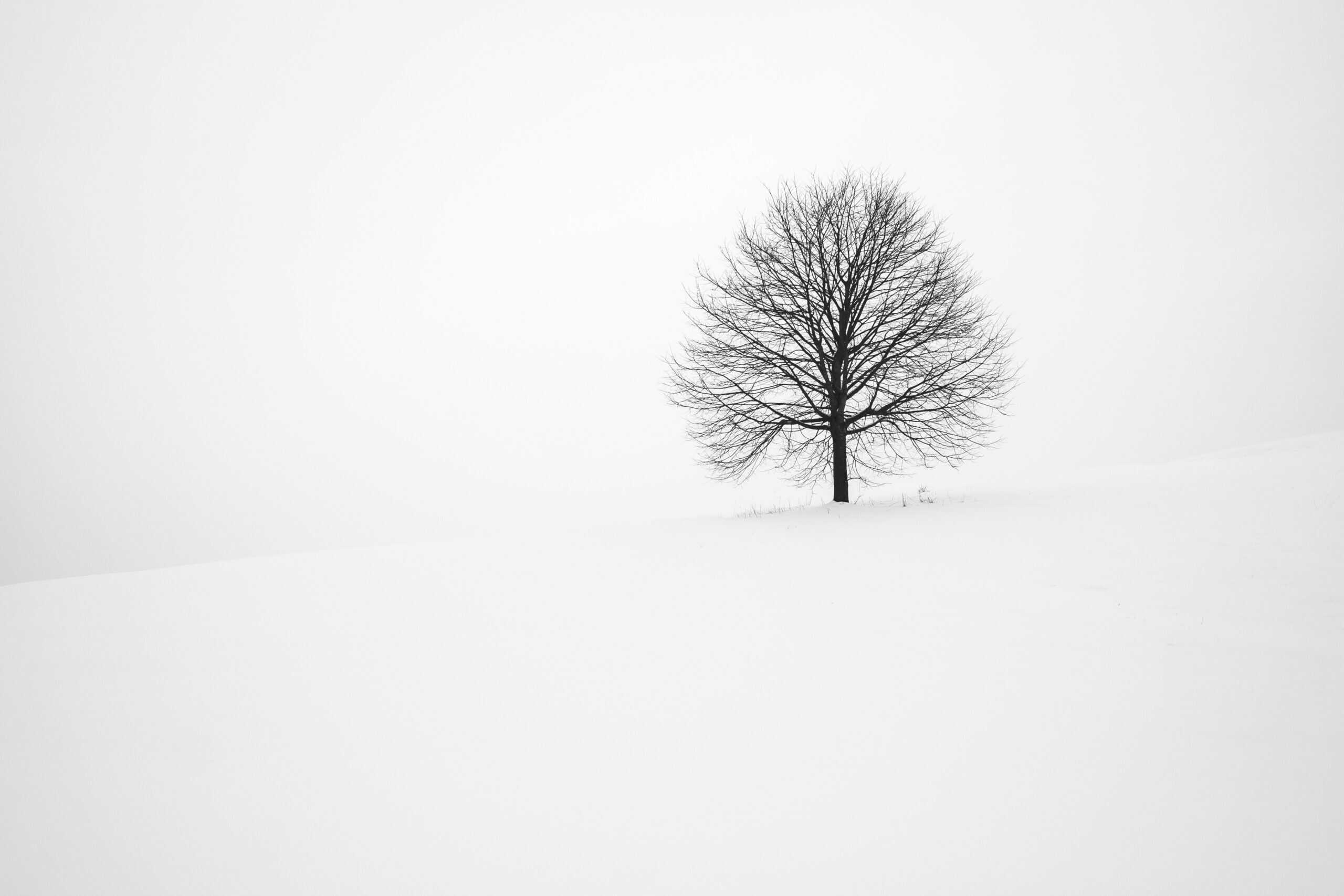 Single tree in snow depicting winter TCM