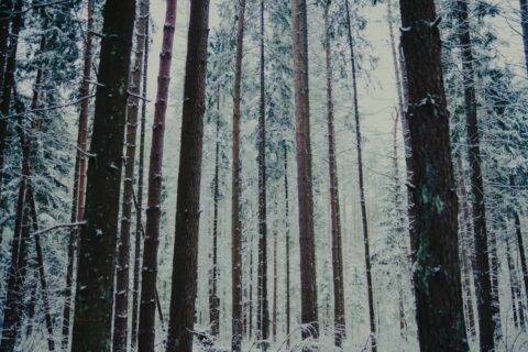forest in winter depicting winter TCM