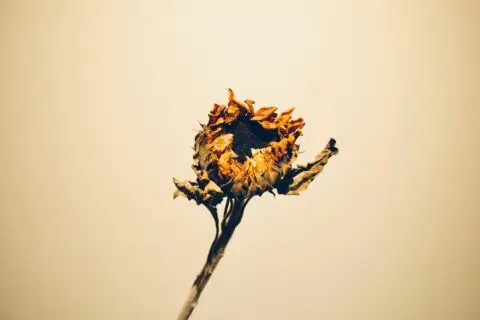 Dried flower depicting constipation in TCM