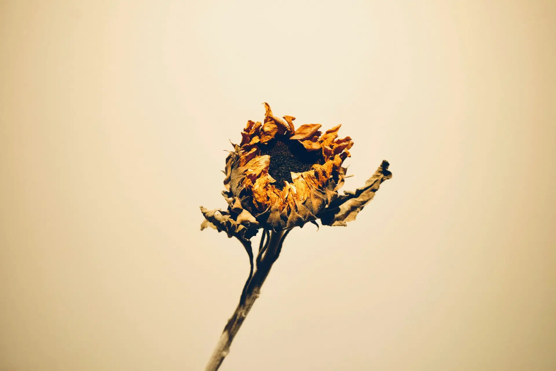 Dried flower depicting constipation in TCM