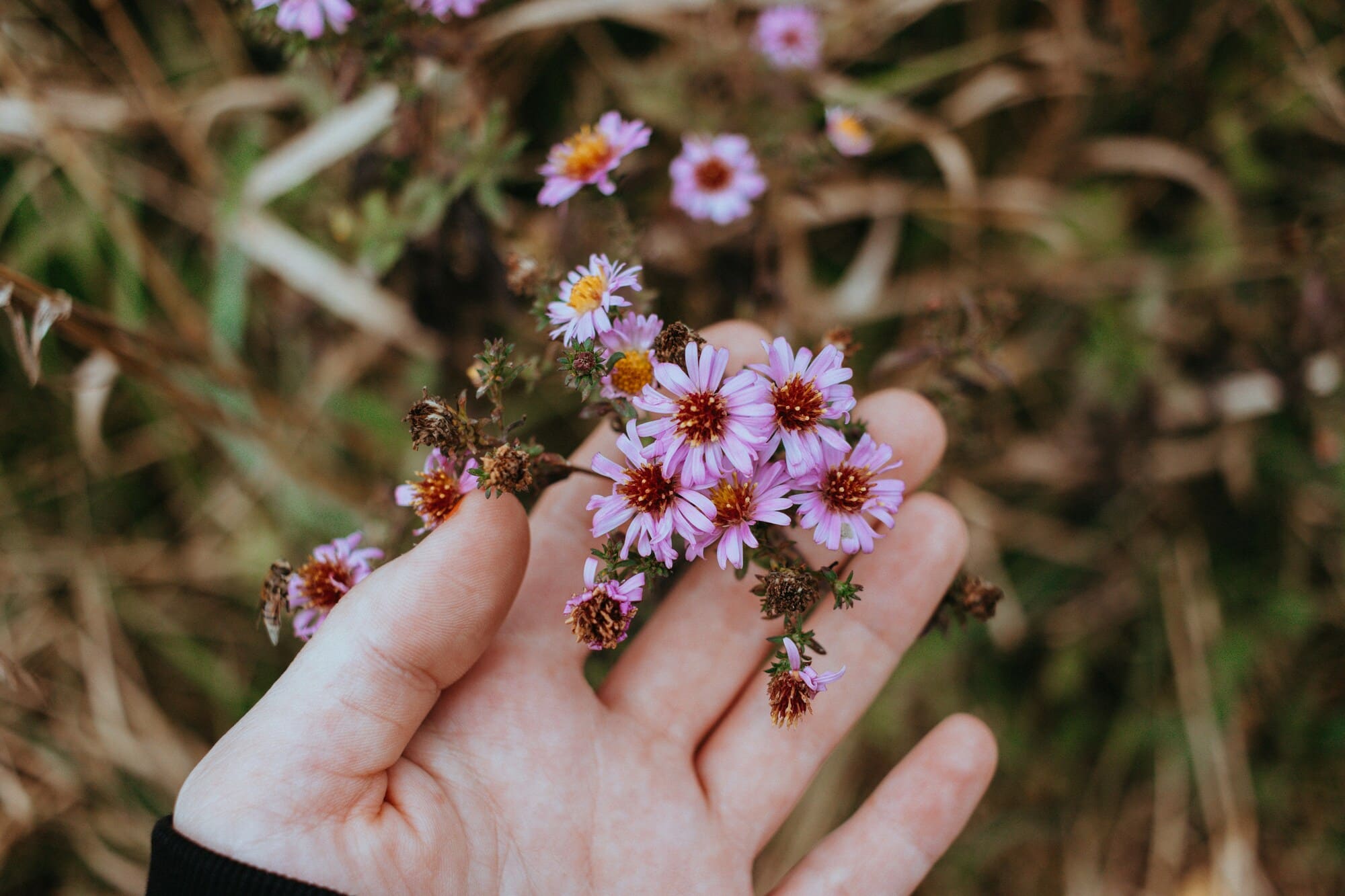 Five Seasons - Fertility Method